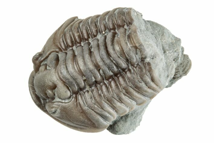 Bargain, .8" Partial Flexicalymene Trilobite - Mt. Orab, Ohio